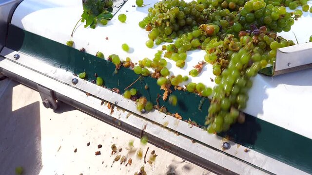 Fresh Picked Green Grapes Moving On A Vibrating Conveyor Belt In A Winery.