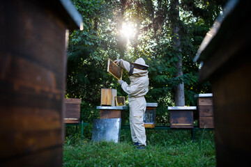 Portrait of man beekeeper working in apiary, using bee smoker. - obrazy, fototapety, plakaty