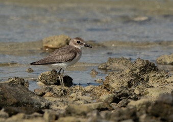 Greater sand plover at Busaiteen coast of Bahrain