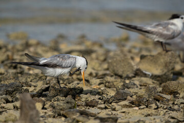 Greater Crested Tern preening at Busaiteen coast, Bahrain