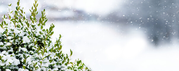 Snow-covered boxwood branch on a light background during snowfall