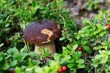 boletus edulis mushroom growing in a forest close up