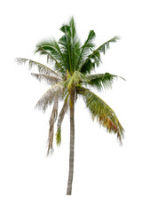 Coconut Palm Tree Against White Background