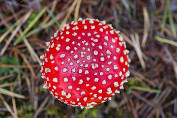 fly agaric amanita muscaria top view
