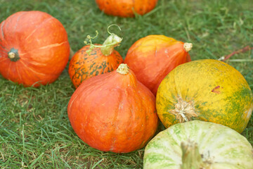 Pumpkins of different varieties lie lie on the green grass. Thanksgiving and harvest concept. Blur and selective focus