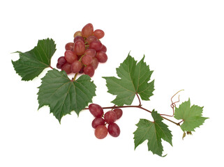 Ripe red grapes with leaves isolated on white
