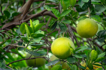 On the grapefruit tree, the grapefruit is fruity and full