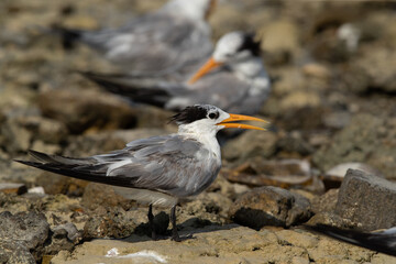 Greater Crested Tern at Busaiteen coast of Bahrain
