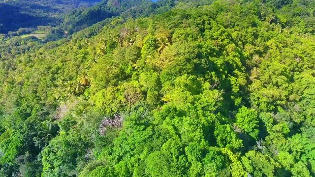Lush forest covering hills on an island