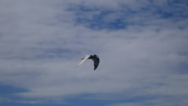 Common tern (Sterna hirundo) flying above the sea surface and plunge-diving in the water to catch fish.