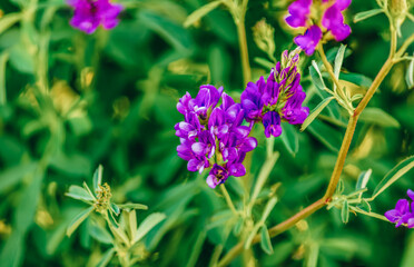Texas bluebonnet or Texas lupine