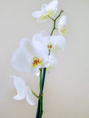 Fototapeta na wymiar A sprig of delicate orchids against the background of a pastel wall. Isolated white flower.