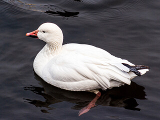 white duck swimming in the water