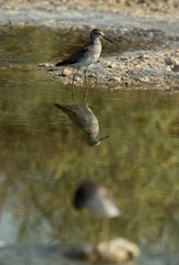 A pair of Wood Sandpiper at Asker marsh, Bahrain. Selective focus in the front