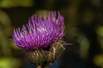 Close-up of pretty magenta colored wild thistle, Cirsium vulgare