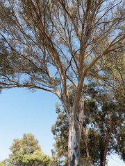 Eucalyptus globulus | Southern blue gum, on of largest tree in the blue sky with smooth bark, lance-shaped glossy green leaves trembling in the wind
