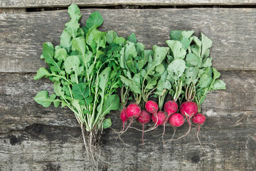 radish and spinash. harvesting on the farm, in the garden. top view.wooden background