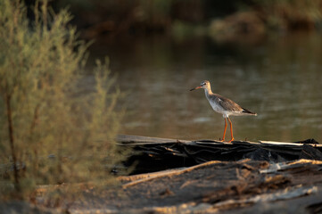 Redshanks and the garbage dump at Asker Marsh, Bahra