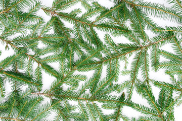 Christmas background from green spruce branches. Christmas tree branches isolated on a white...