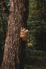 Fungus growing on a tree as a big lump