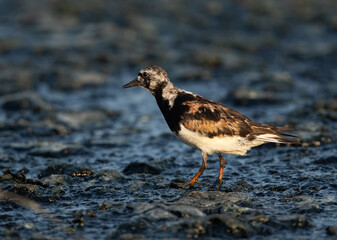 Ruddy Turnstone at Tubli bay , Bahrain