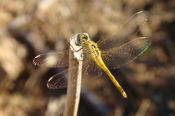 Red-veined Darter (Sympetrum fonscolombii)