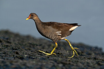 Common Moorhen at Tubli bay in the monring light, Bahrain