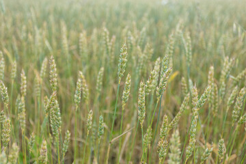 Close-up, ears of ripe cereals, rye concept summer background, august, harvest