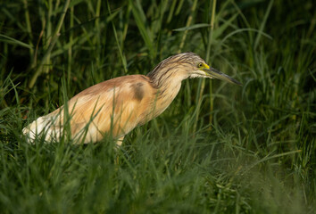 Squacco Heron at Adhari area, bahrain