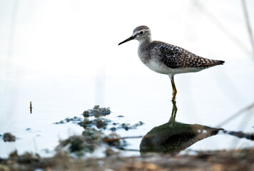 Portrait of a Wood Sandpiper at Asker marsh, Bahrain. A highkey image