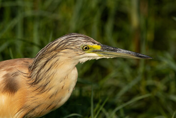 Closeup of a Squacco Heron at Asker marsh, Bahrain