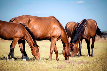 Horses grazing in the field. Rural landscape.