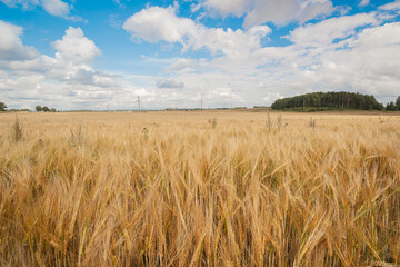 A large field of ripe wheat in late August on a sunny summer day.