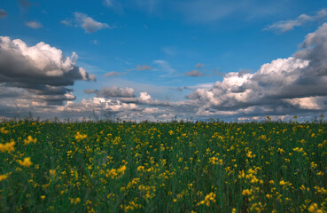 Canola field, landscape on a background of clouds. Canola biofuel at sunset.