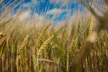 Obraz premium Close-up, ears of ripe cereals, wheat, concept summer background, august, harvest