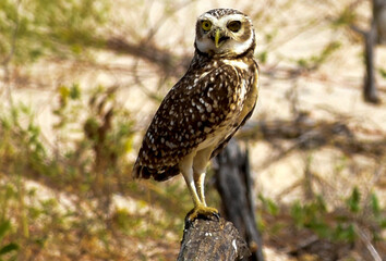 Burrowing Owl (Athene cunicularia) on top of branch on the beach
