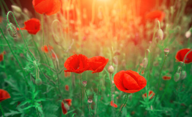 wild  pink flowers poppies in the field at sunset