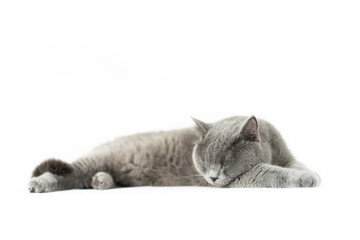 British shorthair cat on white background