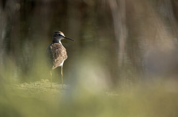 Wood Sandpiper through the bushes at Asker marsh, Bahrain