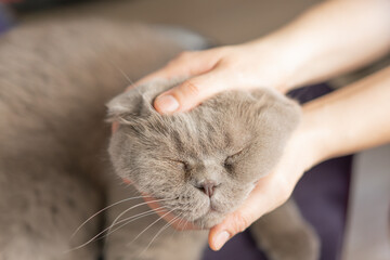 British shorthair cat on white background