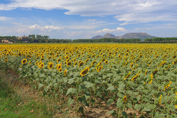 Fototapeta na wymiar Yellow sunflowers plain field on a blue sky on a sunny day