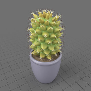 Cactus in pot 1
