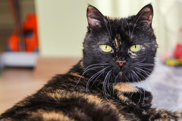 Portrait of a three-color cat in full face.