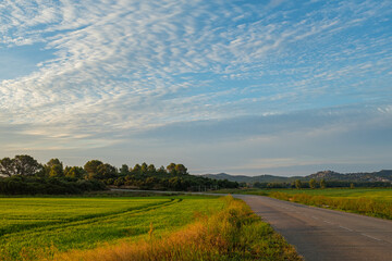 Naklejka premium Tarmac road way on a plain green rice field agricultural landscape under a blue sunrise cloudy sky