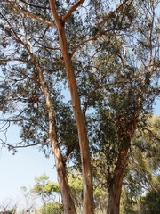 Tall Southern blue gum or eucalyptus globulus branches with lance-shaped dark green foliage, falcate and lanceolate leaves, primary source of eucalyptus oil