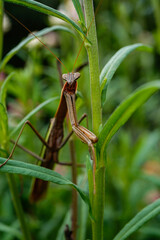 Praying mantis insect camouflaged among the stems of strawflowers. Portrait orientation.