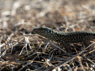 Lézard des murailles.