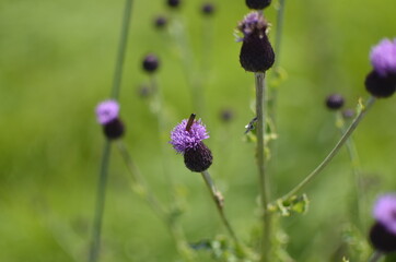 lavender flowers in the field
