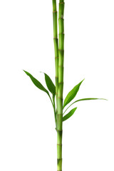 Fototapeta na wymiar Two branches of Bamboo isolated on white background. Sander's Dracaena