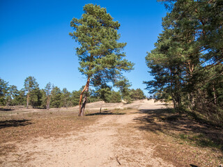 Inland dune by Waltersberge